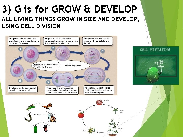 3) G is for GROW & DEVELOP ALL LIVING THINGS GROW IN SIZE AND