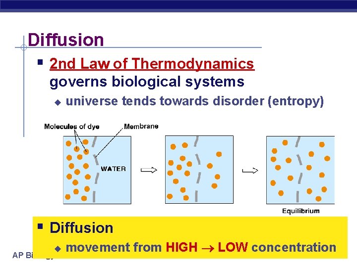 Diffusion § 2 nd Law of Thermodynamics governs biological systems u universe tends towards