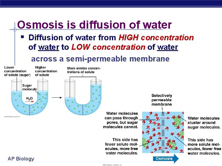 Osmosis is diffusion of water § Diffusion of water from HIGH concentration of water