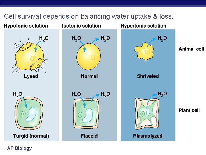 Cell survival depends on balancing water uptake & loss. AP Biology 
