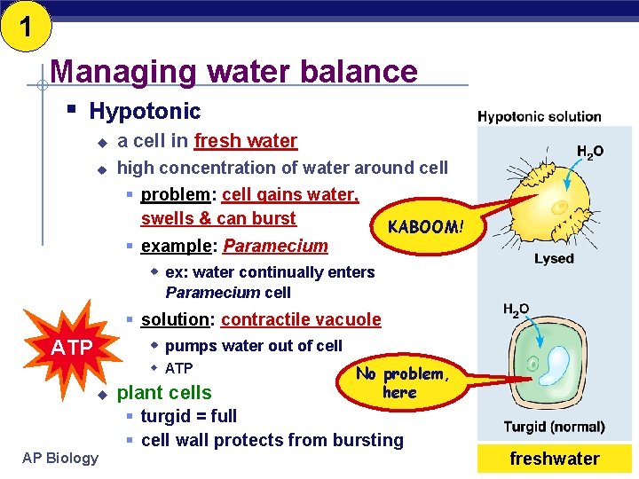 1 Managing water balance § Hypotonic u a cell in fresh water u high
