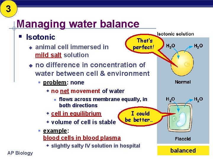 3 Managing water balance § Isotonic u u animal cell immersed in mild salt