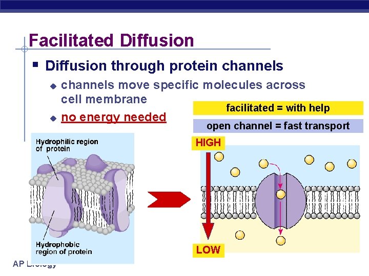 Facilitated Diffusion § Diffusion through protein channels u u channels move specific molecules across