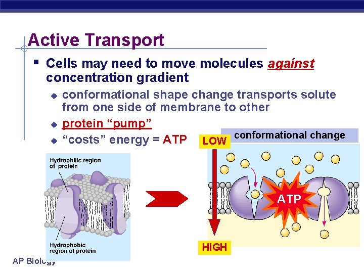 Active Transport § Cells may need to move molecules against concentration gradient u u