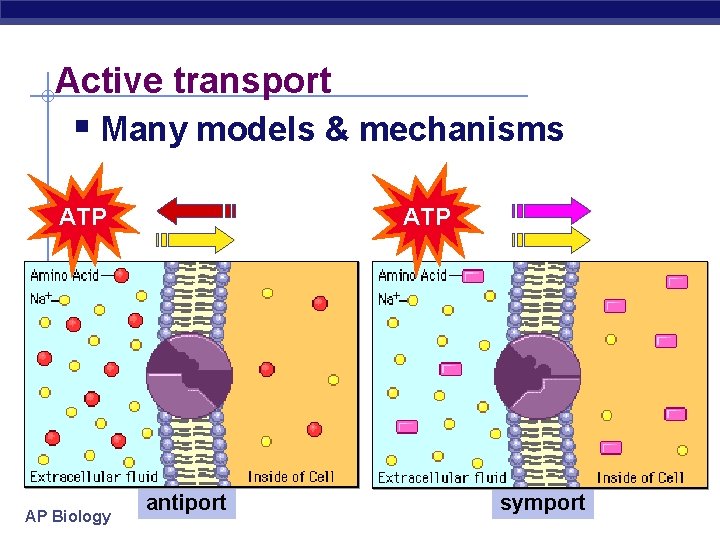 Active transport § Many models & mechanisms ATP AP Biology ATP antiport symport 