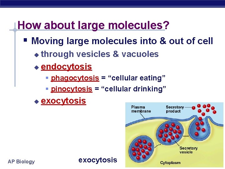 How about large molecules? § Moving large molecules into & out of cell through