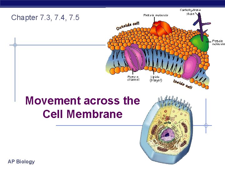 Chapter 7. 3, 7. 4, 7. 5 Movement across the Cell Membrane AP Biology
