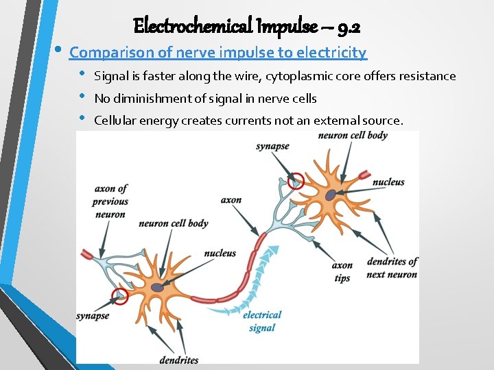 Electrochemical Impulse – 9. 2 • Comparison of nerve impulse to electricity • •