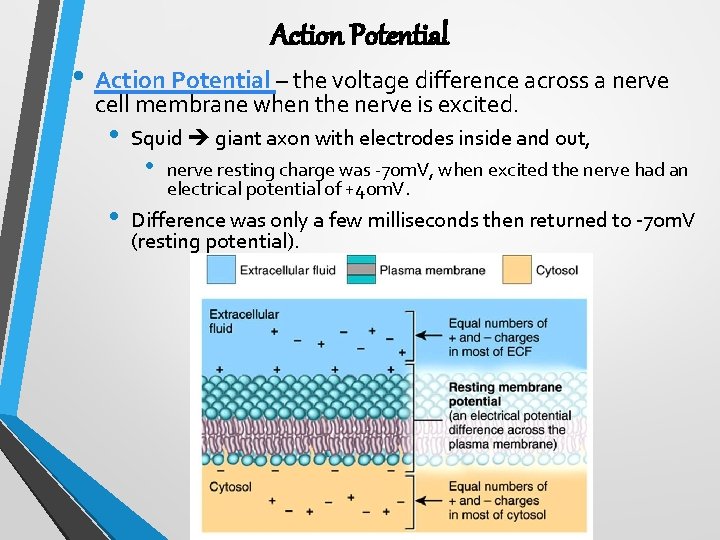 Action Potential • Action Potential – the voltage difference across a nerve cell membrane