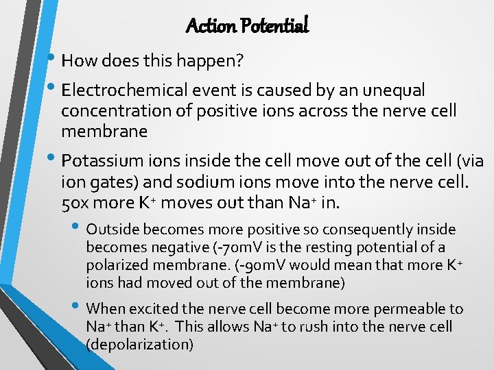 Action Potential • How does this happen? • Electrochemical event is caused by an