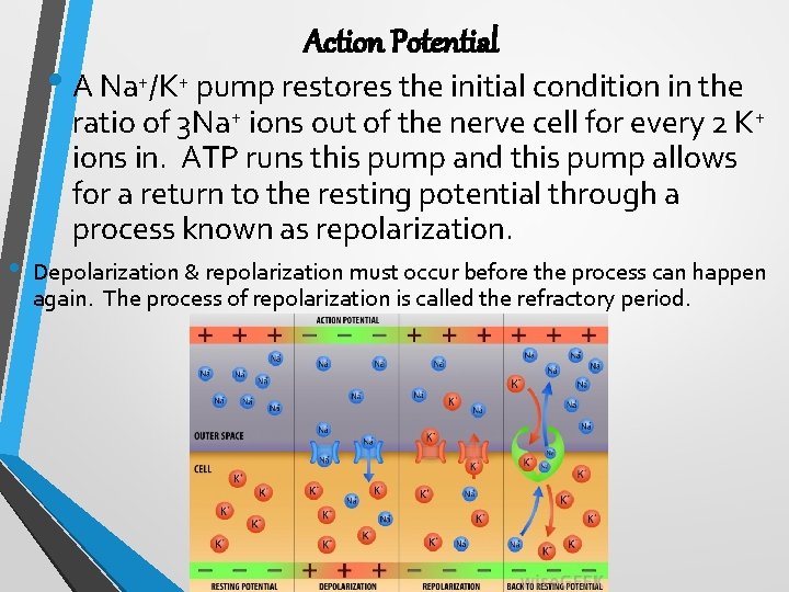Action Potential • A Na+/K+ pump restores the initial condition in the • ratio