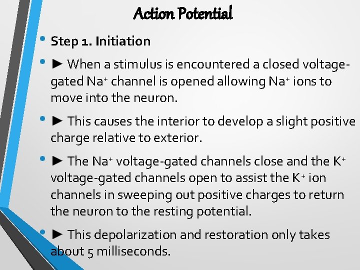 Action Potential • Step 1. Initiation • ► When a stimulus is encountered a