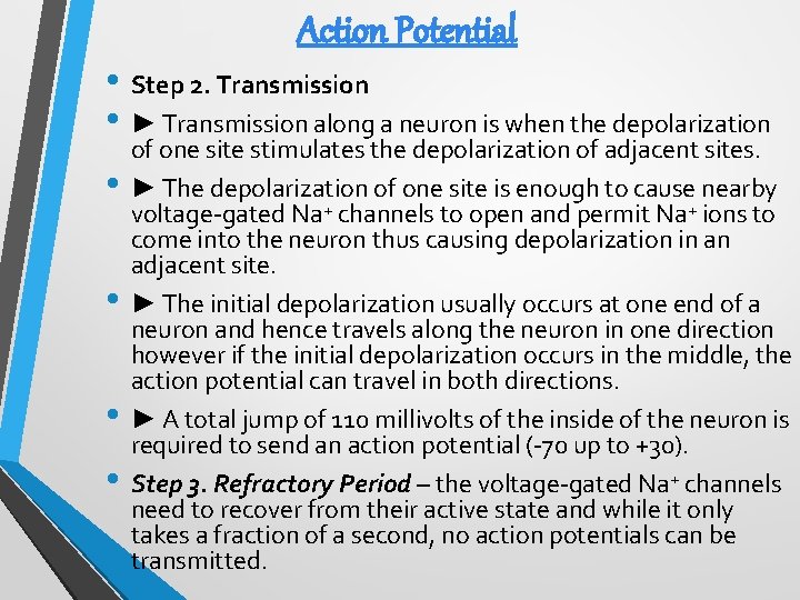 Action Potential • Step 2. Transmission • ► Transmission along a neuron is when