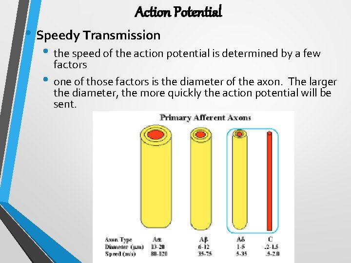 Action Potential • Speedy Transmission • the speed of the action potential is determined