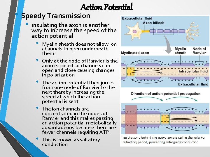 Action Potential • Speedy Transmission • insulating the axon is another way to increase