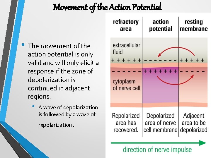Movement of the Action Potential • The movement of the action potential is only
