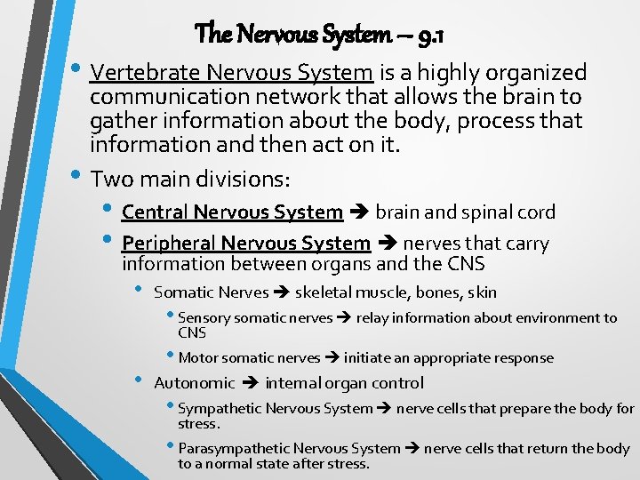 The Nervous System – 9. 1 • Vertebrate Nervous System is a highly organized