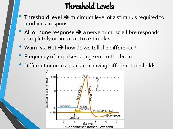 Threshold Levels • Threshold level minimum level of a stimulus required to produce a