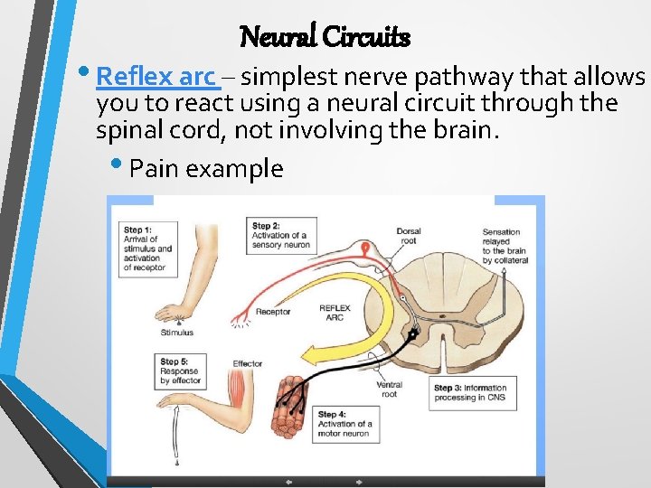 Neural Circuits • Reflex arc – simplest nerve pathway that allows you to react