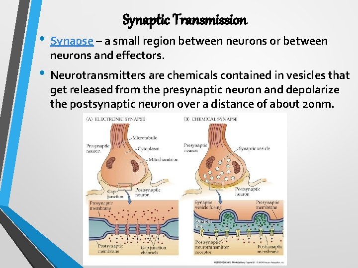 Synaptic Transmission • Synapse – a small region between neurons or between neurons and