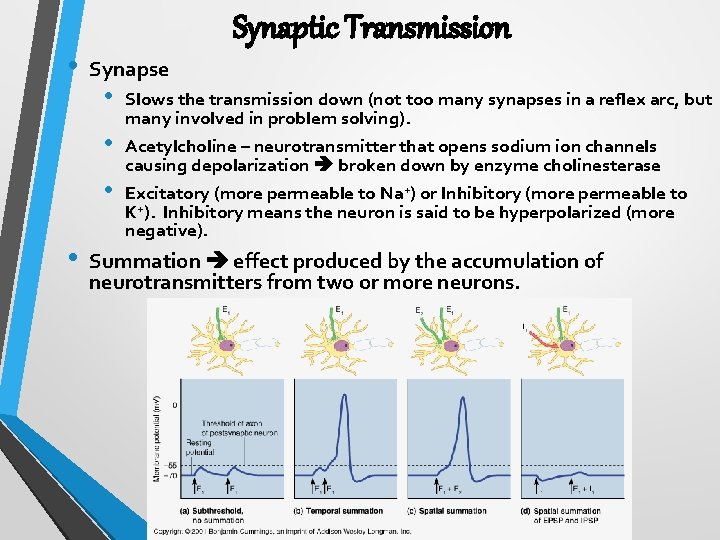  • Synaptic Transmission Synapse • • Slows the transmission down (not too many