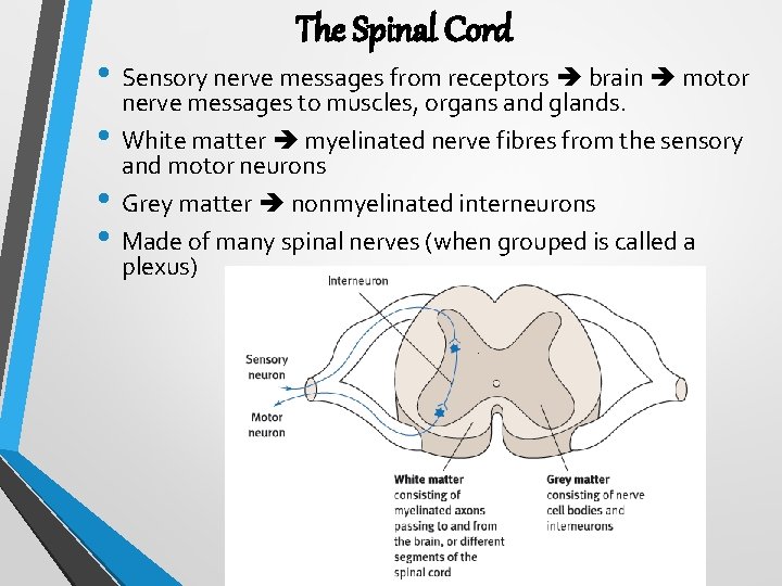 The Spinal Cord • Sensory nerve messages from receptors brain motor • • •