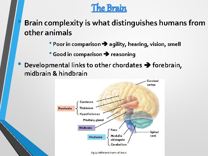 The Brain • Brain complexity is what distinguishes humans from other animals • Poor