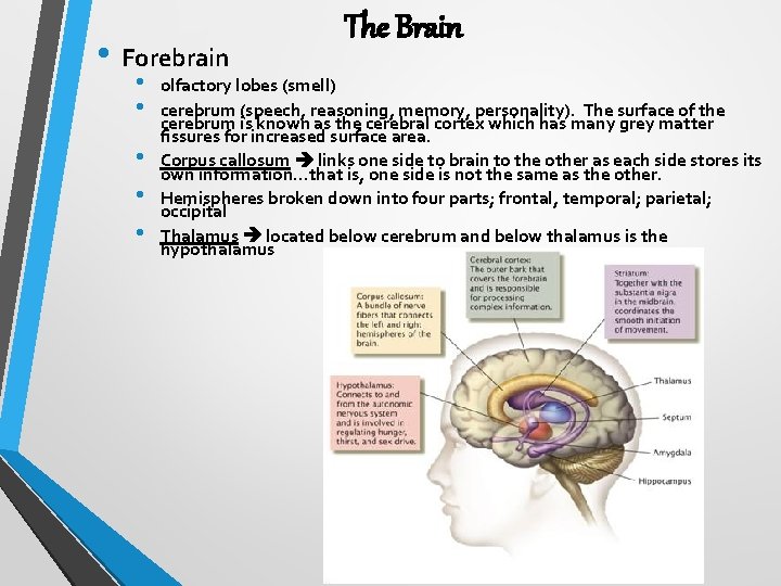  • Forebrain • • • The Brain olfactory lobes (smell) cerebrum (speech, reasoning,