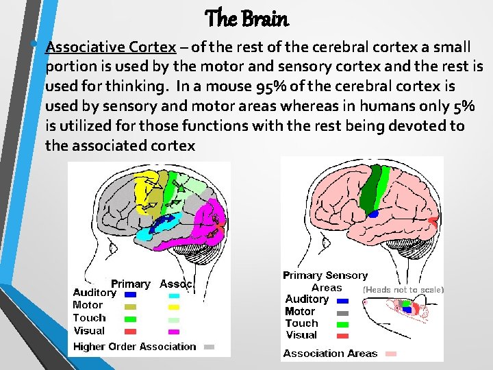 The Brain • Associative Cortex – of the rest of the cerebral cortex a