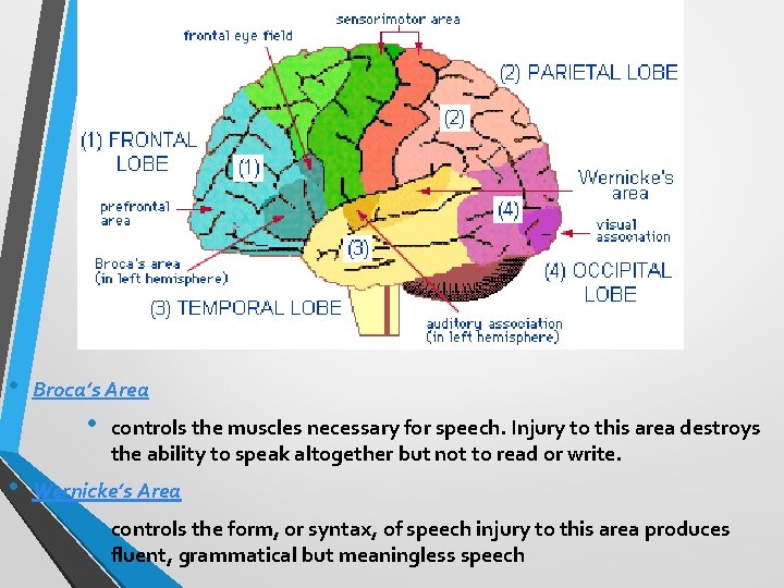  • Broca’s Area • • controls the muscles necessary for speech. Injury to