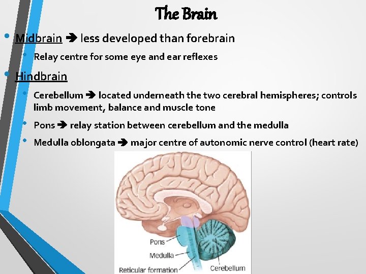 The Brain • Midbrain less developed than forebrain • Relay centre for some eye