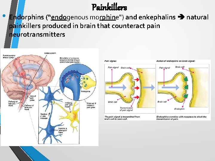 Painkillers • Endorphins (“endogenous morphine") and enkephalins natural painkillers produced in brain that counteract