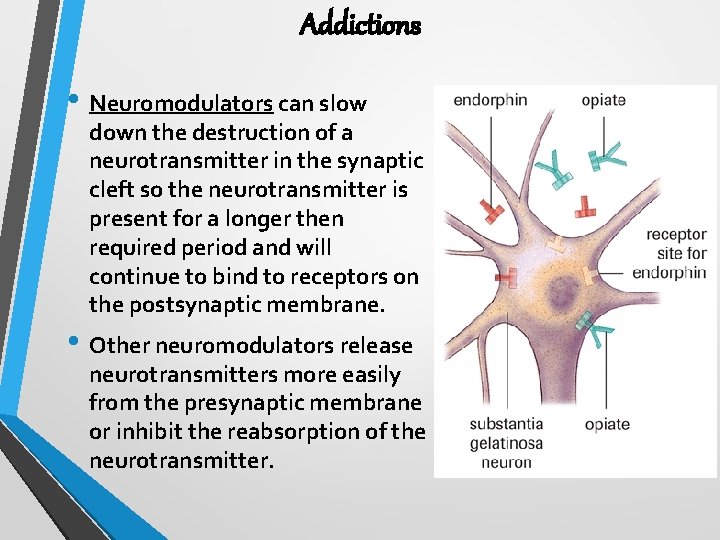 Addictions • Neuromodulators can slow down the destruction of a neurotransmitter in the synaptic