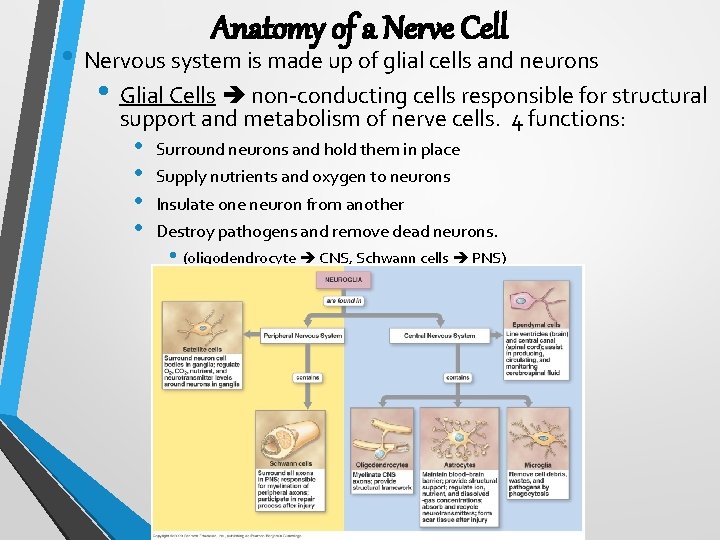 Anatomy of a Nerve Cell • Nervous system is made up of glial cells