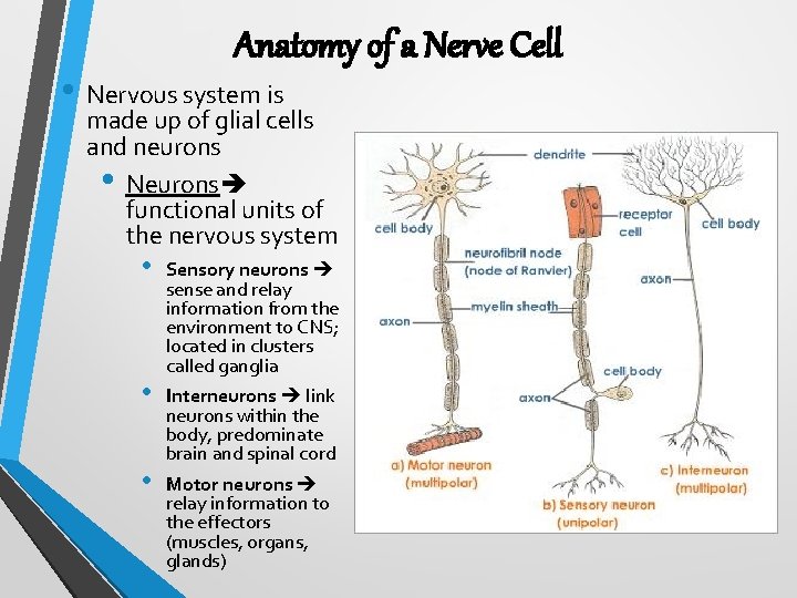 Anatomy of a Nerve Cell • Nervous system is made up of glial cells