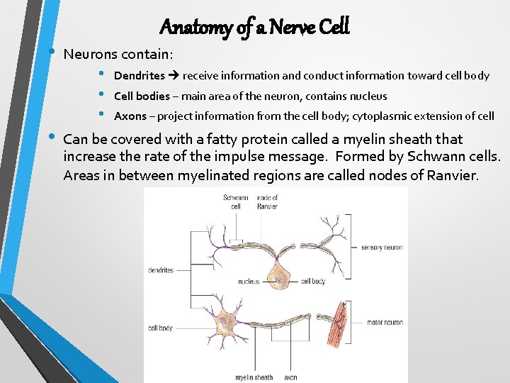  • • Anatomy of a Nerve Cell Neurons contain: • • • Dendrites