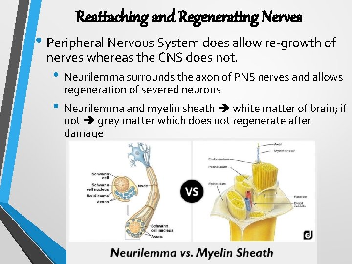 Reattaching and Regenerating Nerves • Peripheral Nervous System does allow re-growth of nerves whereas