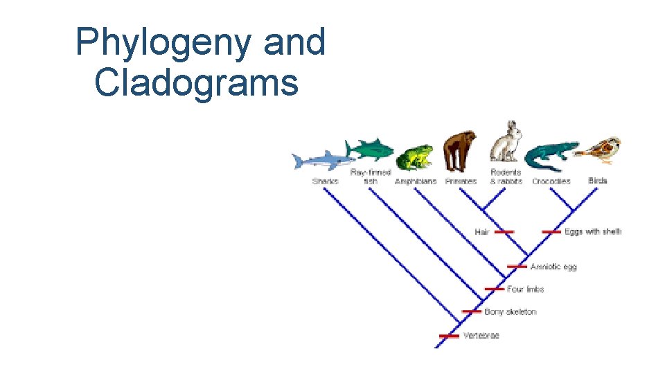 Phylogeny and Cladograms 