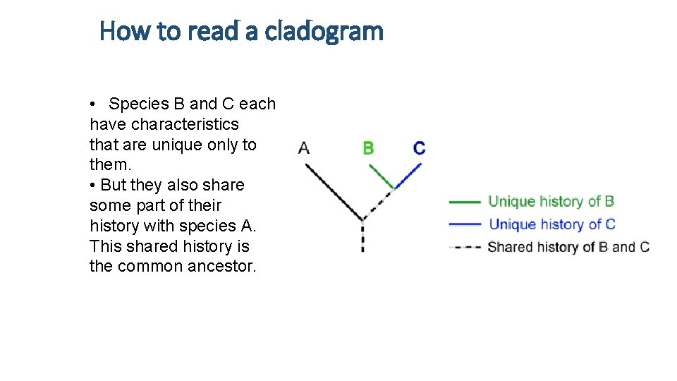 How to read a cladogram • Species B and C each have characteristics that