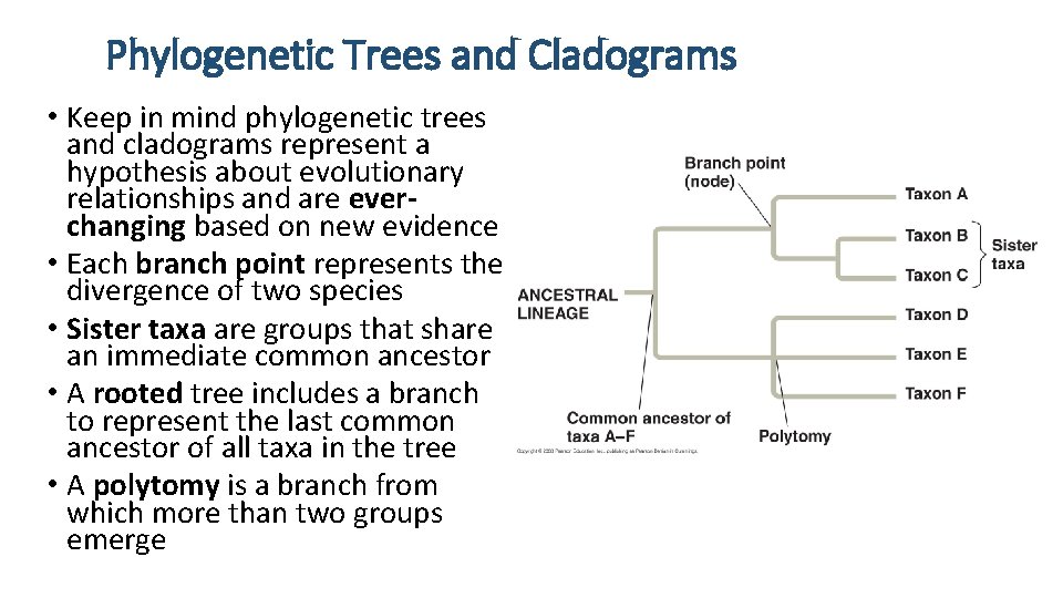 Phylogenetic Trees and Cladograms • Keep in mind phylogenetic trees and cladograms represent a