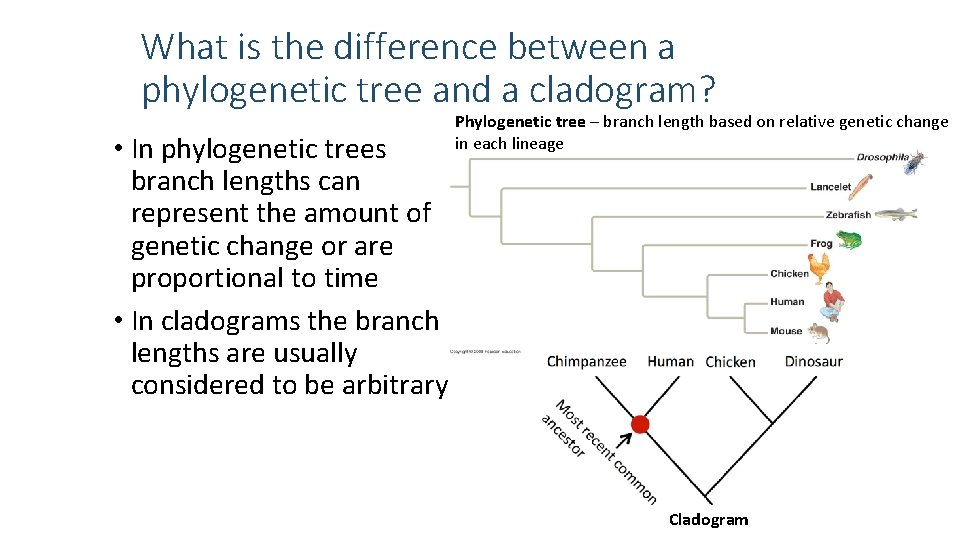 What is the difference between a phylogenetic tree and a cladogram? • In phylogenetic