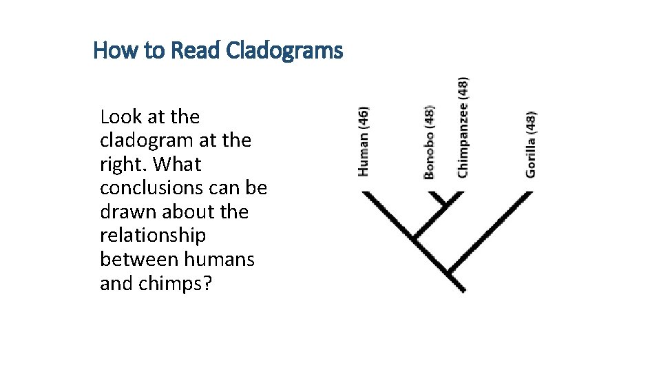 How to Read Cladograms Look at the cladogram at the right. What conclusions can