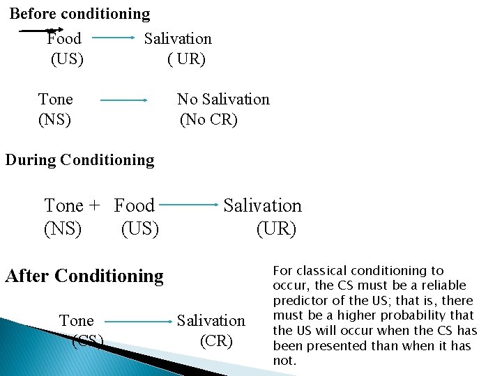 Before conditioning Food (US) Salivation ( UR) Tone (NS) No Salivation (No CR) During