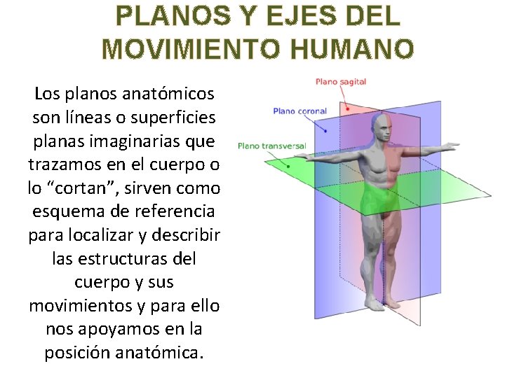 PLANOS Y EJES DEL MOVIMIENTO HUMANO Los planos anatómicos son líneas o superficies planas