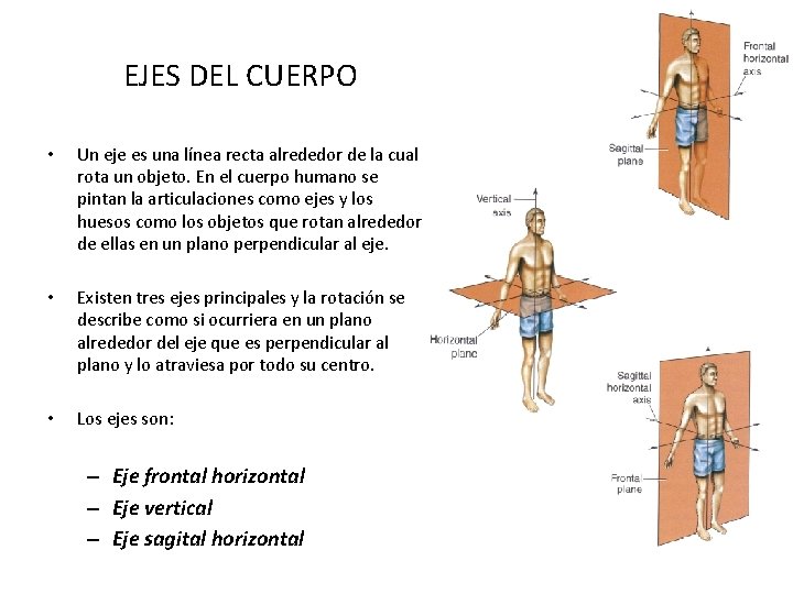 EJES DEL CUERPO • Un eje es una línea recta alrededor de la cual