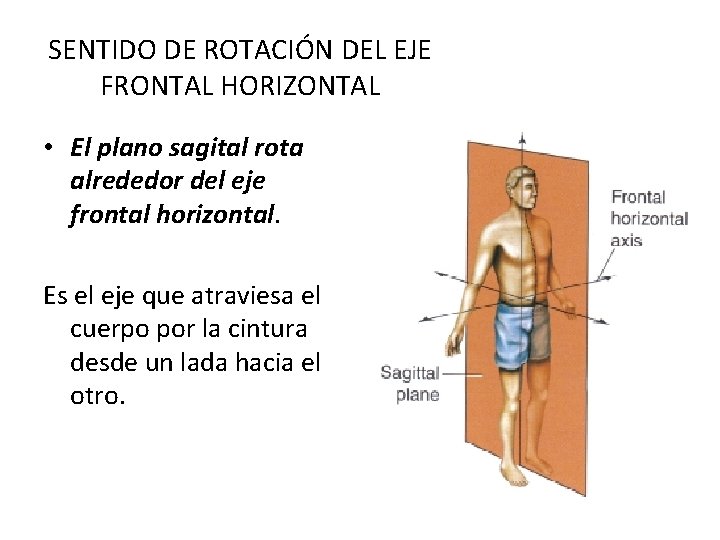 SENTIDO DE ROTACIÓN DEL EJE FRONTAL HORIZONTAL • El plano sagital rota alrededor del