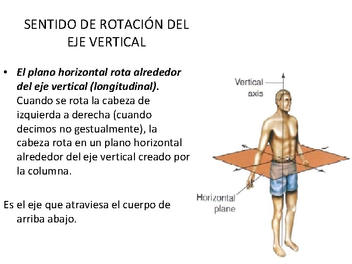 SENTIDO DE ROTACIÓN DEL EJE VERTICAL • El plano horizontal rota alrededor del eje