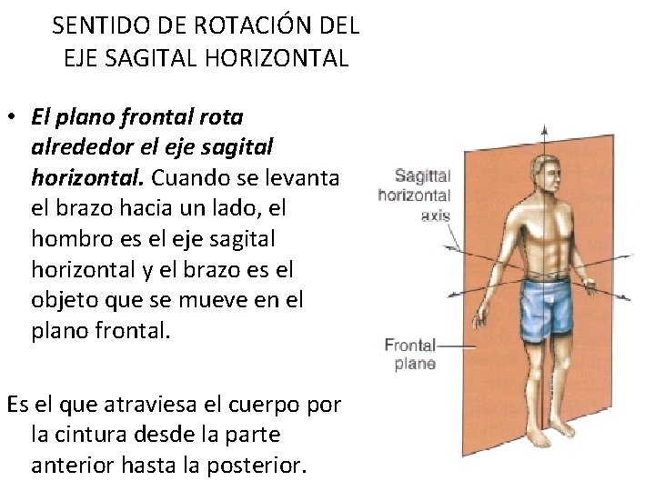 SENTIDO DE ROTACIÓN DEL EJE SAGITAL HORIZONTAL • El plano frontal rota alrededor el