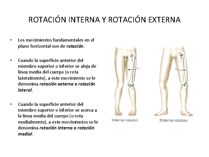 ROTACIÓN INTERNA Y ROTACIÓN EXTERNA • Los movimientos fundamentales en el plano horizontal son