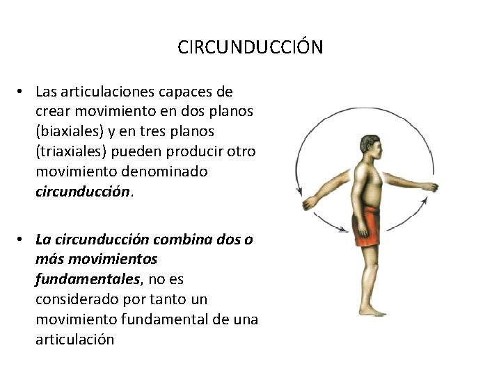 CIRCUNDUCCIÓN • Las articulaciones capaces de crear movimiento en dos planos (biaxiales) y en
